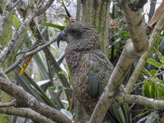 New Zealand's Kea Alpine Parrot 