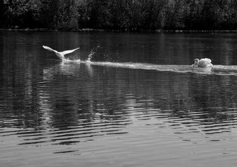 Schw&auml;ne in der Balzzeit