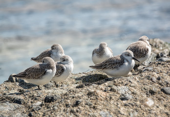 Sanderling sleeping