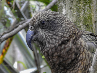 Fototapeta premium New Zealand's Kea Alpine Parrot 