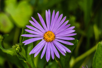 Fototapeta premium Purple flowers of autumn perennial aster