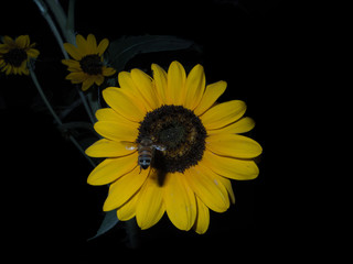 a bee and sunflower in the night