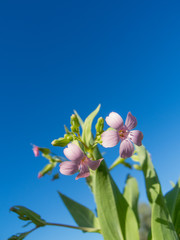 Fototapeta na wymiar pink flower in the blue sky