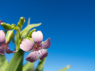 pink flower in the blue sky
