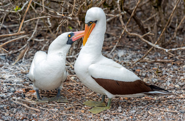 A couple of Nazca Boobies (Sula Granti) during the mating season, Genovesa Island, Galapagos...