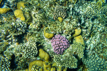 Colorful barrier reef in Sharm El Sheikh (Egypt).