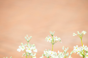優しいテラコッタカラーを背景にした白い小花