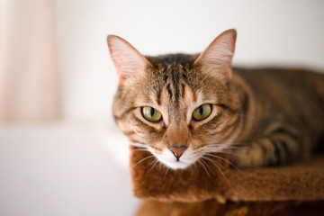 Fototapeta na wymiar Mirada de gato de casa, relajado sobre rascador