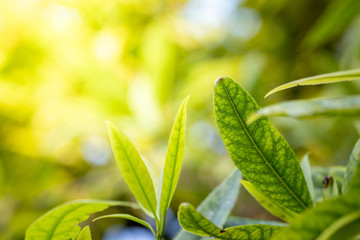 Close Up green leaf under sunlight in the garden. Natural background with copy space.