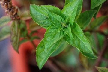 red and green leaves