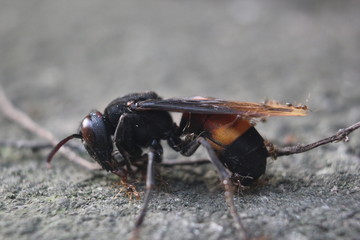 close up photo of a stinging bee that is dying and has begun to be surrounded by ants