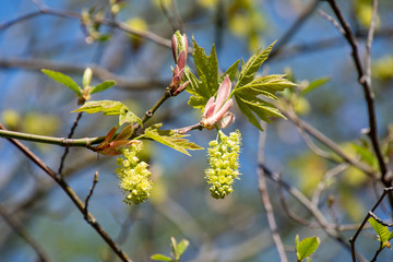 A picture of an acer macrophyllum plant beginning to sprout leaves and to bloom. Vancouver BC Canada
