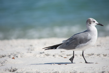 Pajaro