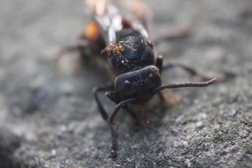 close up photo of a stinging bee that is dying and has begun to be surrounded by ants