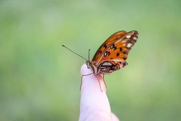 Mariposa