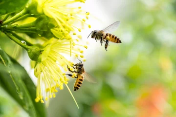 Crédence de cuisine en verre imprimé Abeille Flying honey bee collecting pollen at yellow flower. Bee flying over the yellow flower