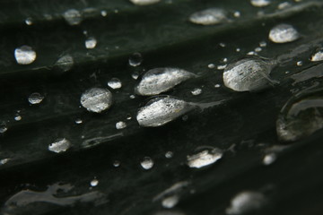 water droplets on leaf