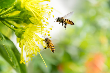 Fliegende Honigbiene, die Pollen an der gelben Blume sammelt. Biene fliegt über die gelbe Blume