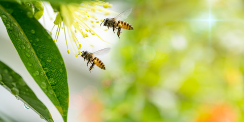 Flying honey bee collecting pollen at yellow flower. Bee flying over the yellow flower