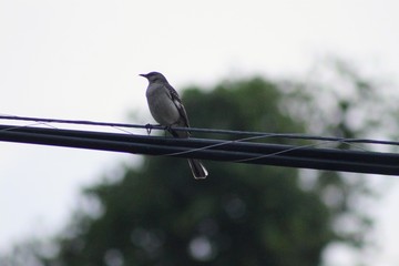 bird on a wire