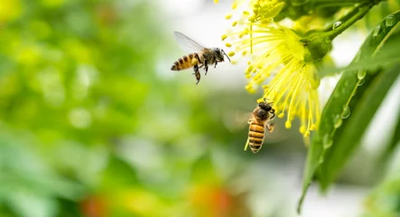 Deurstickers Bij Vliegende honingbij die stuifmeel verzamelt bij gele bloem. Bij die over de gele bloem vliegt