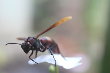 close up photo of a stinging bee that is dying and has begun to be surrounded by ants