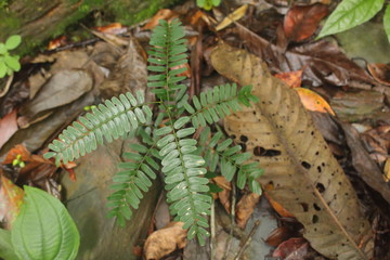 fern