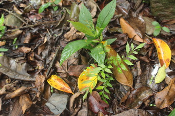 green leaves in the forest