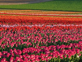 Agriculture - Colorful blooming tulip field