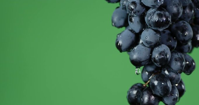 From the branches of ripe grapes dripping water.