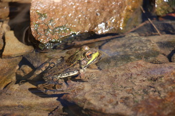 Green Frog