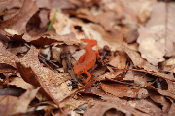 red eft