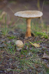 How to distinguish edible mushrooms from inedible poisonous.