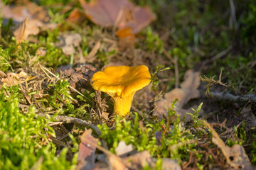 The pre-sunset rays of the sun illuminate the red hat of the chanterelle.