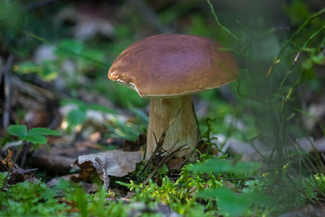 Strong beautiful brown mushroom boletus