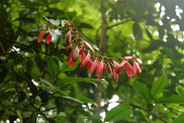 beatiful red flower in the jungle