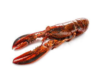 Cooked lobster isolated on white, Steam Canadian lobster isolated on white background.