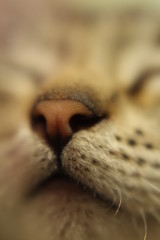 close up of a cat's nose