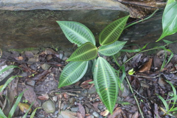green leaves in the garden