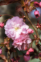 Obraz premium Pink flower. Cherry blossom pink sakura. Macro photography. Pink small flowers close up image. 