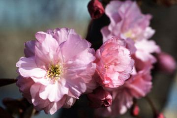 Pink flower. Cherry blossom pink sakura. Macro photography. Pink small flowers close up image. 