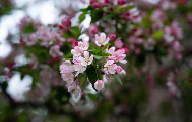 Small pink flower image. Pink sakura blossom in New York city. Marco photo cherry blossom flowers. 