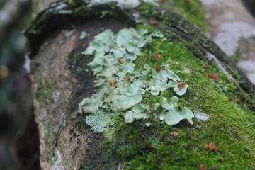 moss on tree