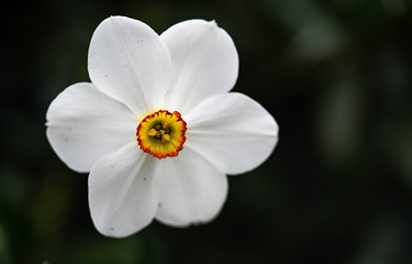 White daffils flower. Close up look. Macro photography. 