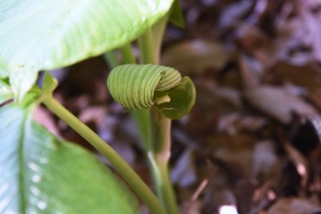 Japanese cobra lily (Arisaema ringens) / Araceae perennial plant