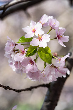 Small pink flower image. Pink sakura blossom in New York city. Marco photo cherry blossom flowers. 