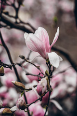Beautiful pink magnolia flowers. Magnolia blossom. New York City magnolia blossom. Manhattan magnolia blossom in Central Park. 