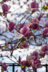 Beautiful pink magnolia flowers. Magnolia blossom. New York City magnolia blossom. Manhattan magnolia blossom in Central Park. 