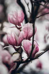 Beautiful pink magnolia flowers. Magnolia blossom. New York City magnolia blossom. Manhattan...