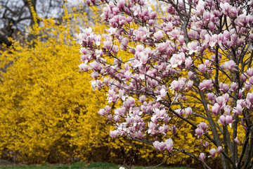 Beautiful pink magnolia flowers. Magnolia blossom. New York City magnolia blossom. Manhattan magnolia blossom in Central Park. 